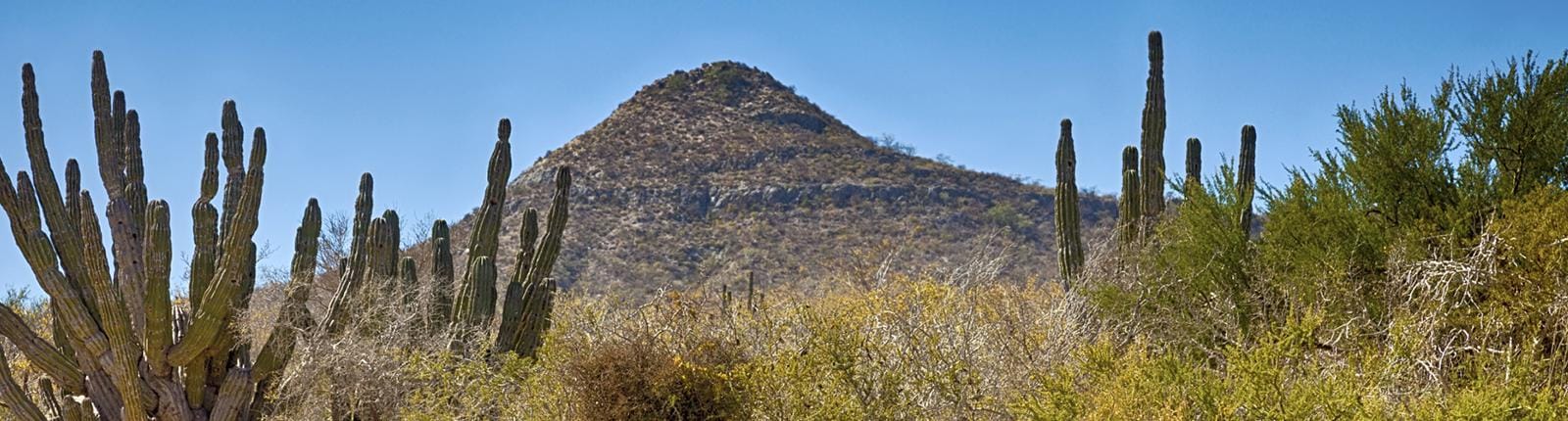 Scene of a large mountain and cactus in a dry region of Cabo San Lucas, Mexico