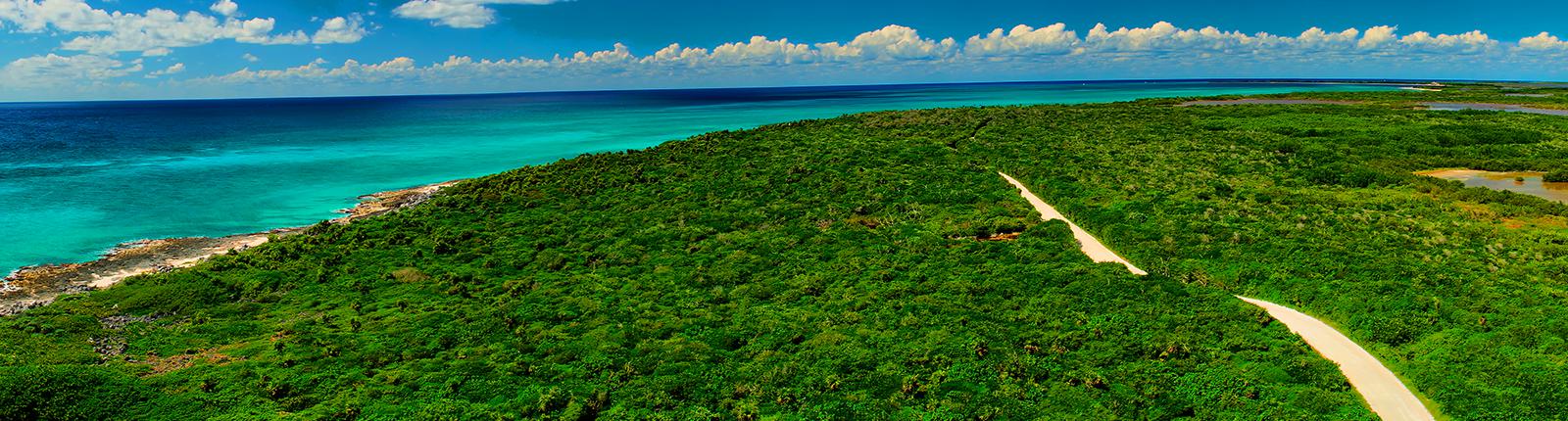 Aerial shot of rich green foliage near the coast of Cozumel, Mexico