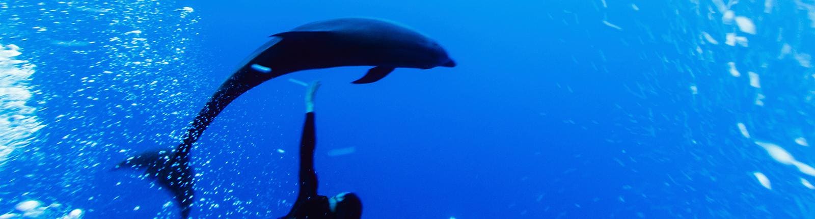 Beautiful dolphin swimming beneath the deep blue sea of Cozumel, Mexico