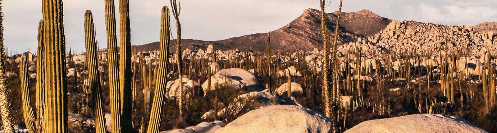 A family of cactus standing tall during a sunset in Ensenada, Mexico
