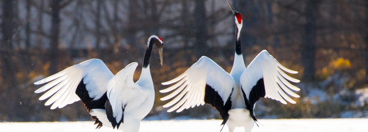 two crane swans ruffling their feathers on a snowy day in kushiro, japan