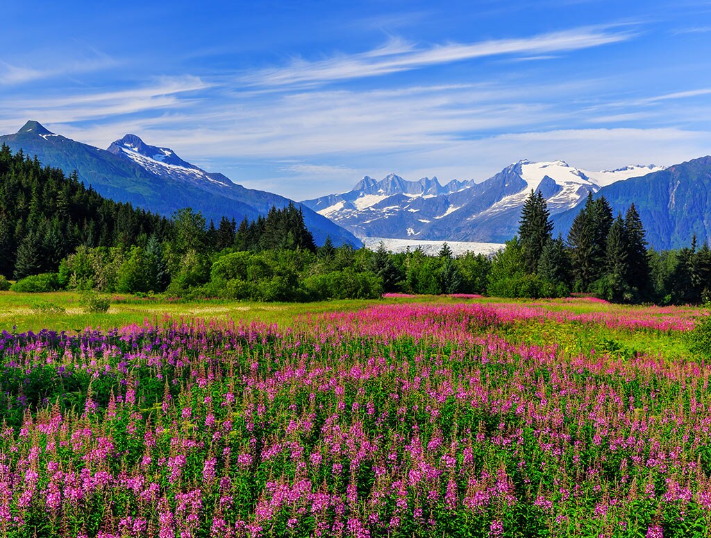 view of the snowcapped mountains and beautiful flowers growing on a field in alaska
