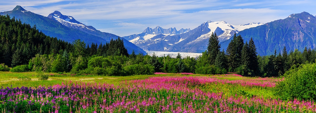 view of the snowcapped mountains and beautiful flowers growing on a field in alaska