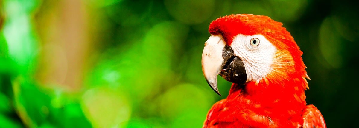 look at red macaws in the jungle