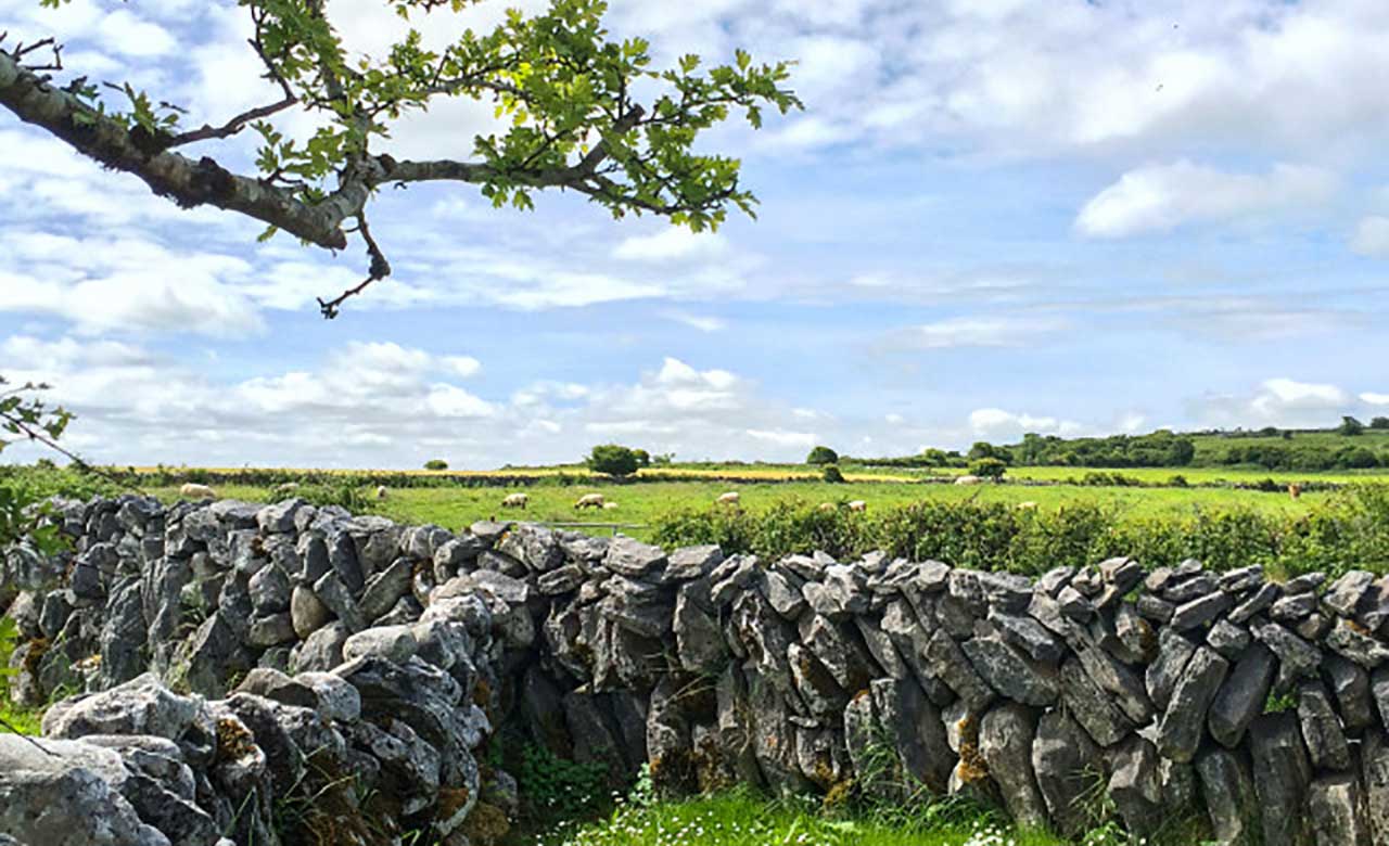 A rock wall formed next to a grassy field, filled with sheep