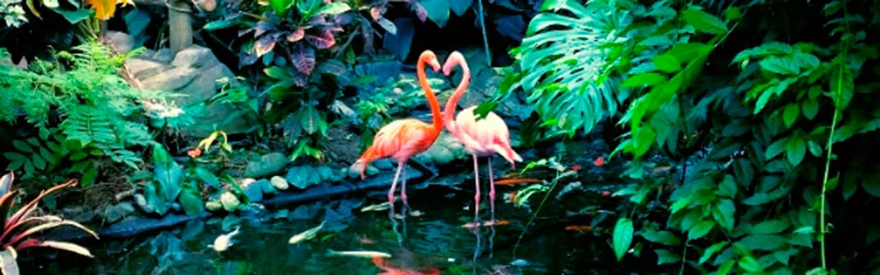 Two pink flamingos make a heart with their necks standing in a stream