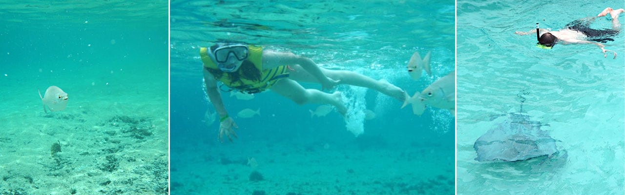 banner with images of fish under water girl under water looking at fish and person swimming closer to sting ray