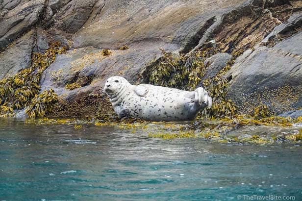 TheTravelBite_RachelleLucas_AlaskaWildernessSafari-2-1000x666