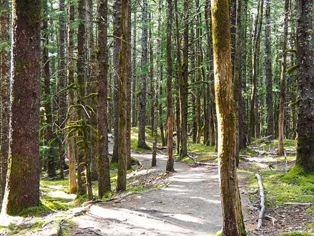 TheTravelBite_RachelleLucas_AlaskaWildernessSafari-20-1000x750