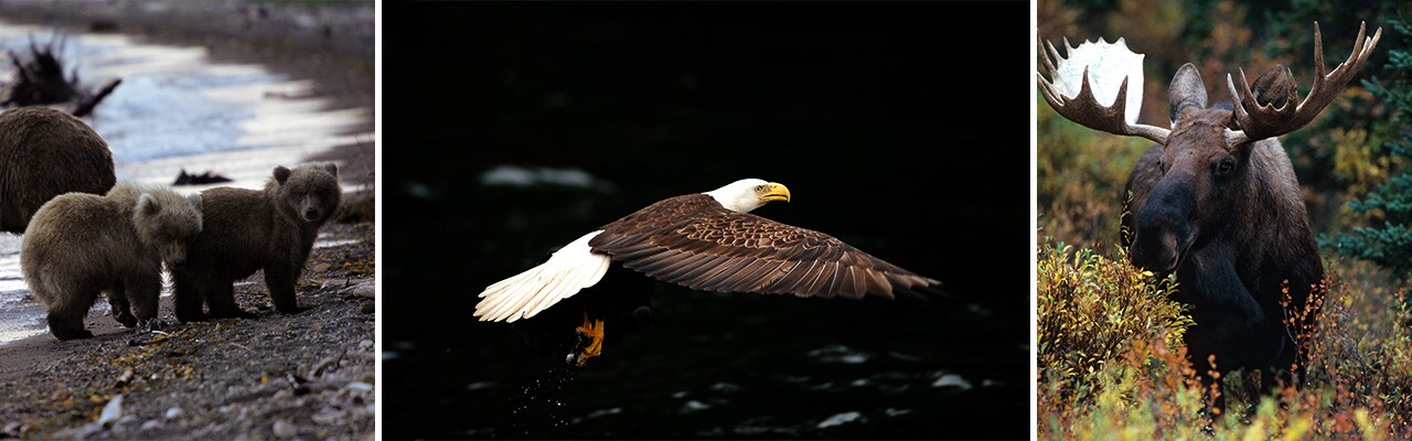 Banner of images of wild animals in Alaska: bears, eagle, moose