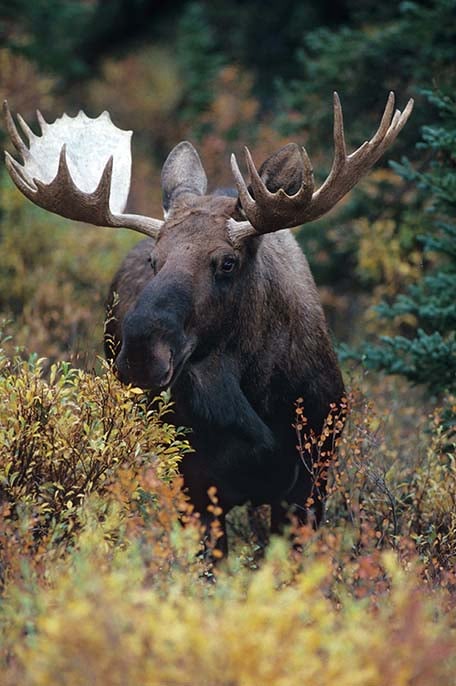 bull moose in alaska