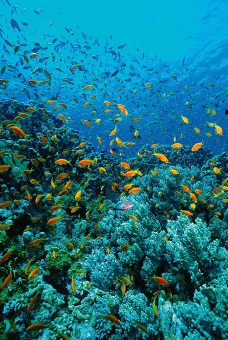 fish and coral in the Caribbean