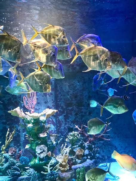 A school of fish at the aquarium