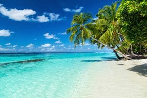Palm trees on Paradise beach