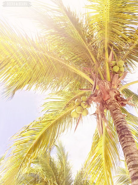 Close up of a palm tree