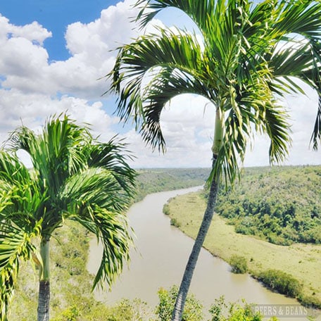 Palm trees with the Chavon River behind in La Romana, Dominican Republic