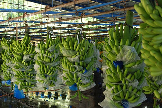 rows of bananas hanging in a banana plantation in limon