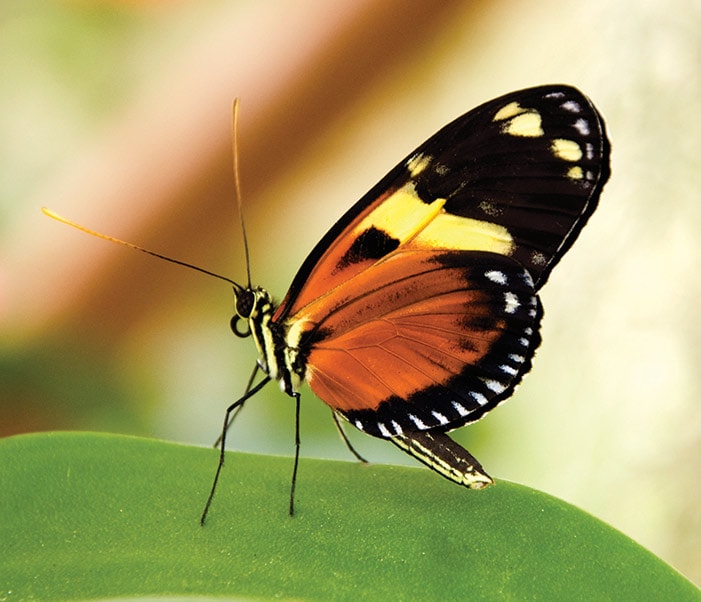 a beautiful orange and black butterfly in aruba’s butterfly garden