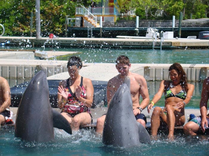 dophins splashing water over people sitting at the edge of a lagoon at sanctuary bay