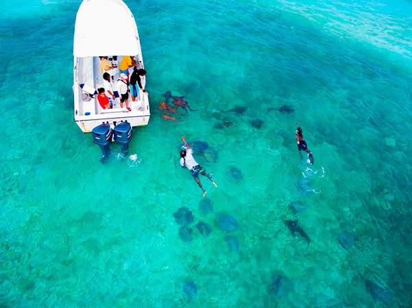 two people swimming among stingrays and sharks as others watch from a boat