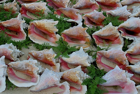 multiple conch shells from grand turk