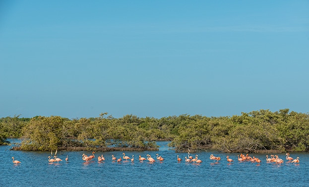 mangrove forest filled with flamingos in Lac Bay National Park