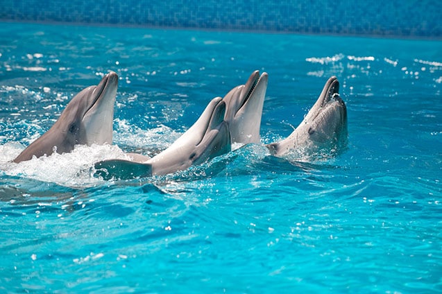 4 dolphins swimming in an aquarium