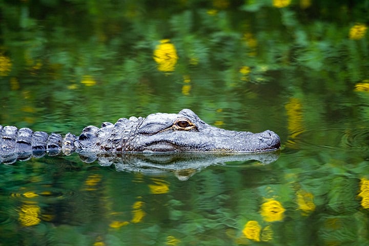 alligator swimming in the everglades