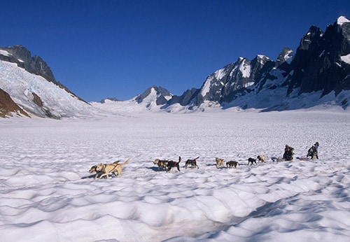 group of four people taking a dogsledding tour through the snow in alaska