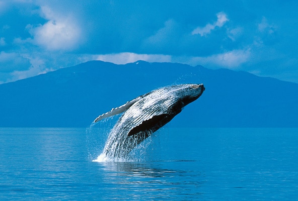 humpback whale breaching the surface of the ocean in juneau alaska