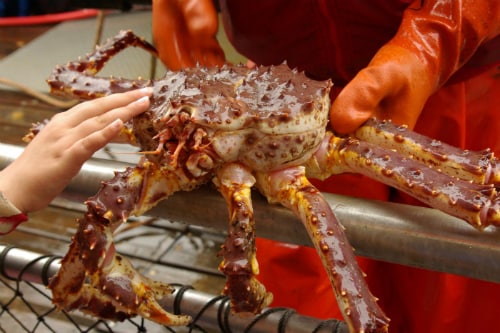 commercial fisherman holding giant crab as a guest touches its shell