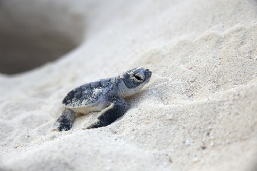 baby turtle crawling out of the sand beach in mazatlan mexico