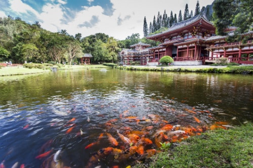 byodo-in temple in hawaii with lake full of orange koi fish