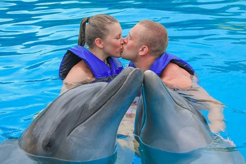 2 dolphins kissing while a couple kissing behind them