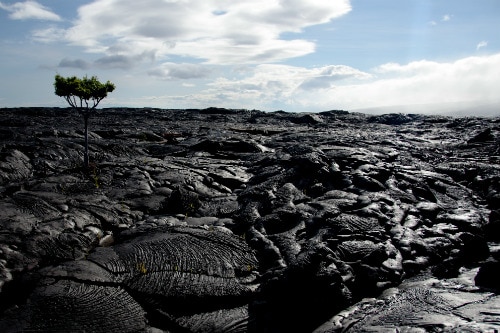 dried lava on the big island of hawaii with one small tree growing in the background