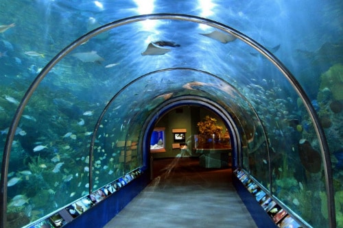 hallway in maui ocean center made of glass to so tourist can see the underwater animals