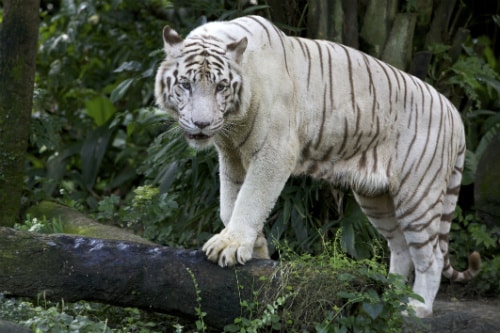 white tiger exploring its land in the pana’ewa rainforest zoo in hilo
