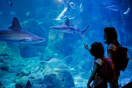 siblings looking at sharks in the local aquarium in seattle