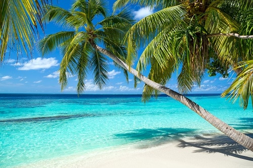 palm tree leaning towards the beautiful ocean in freeport bahamas