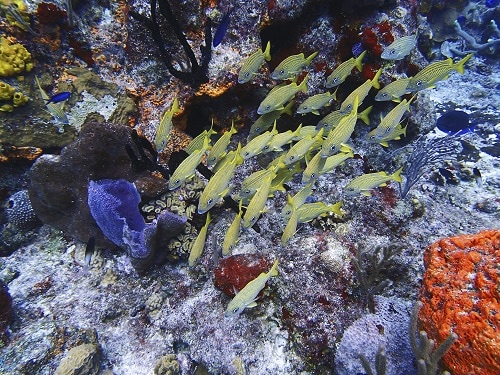 fish swimming along a coral reef