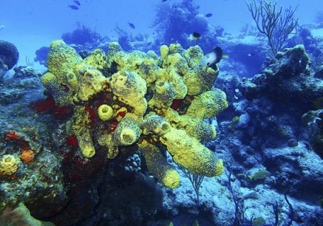 Top 10 Benefits of Snorkeling During Your Cruise