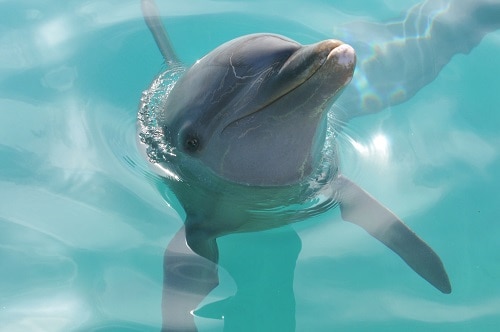 a dolphin poking its head out of the water