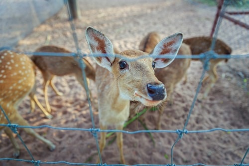a group of deer in a petting area