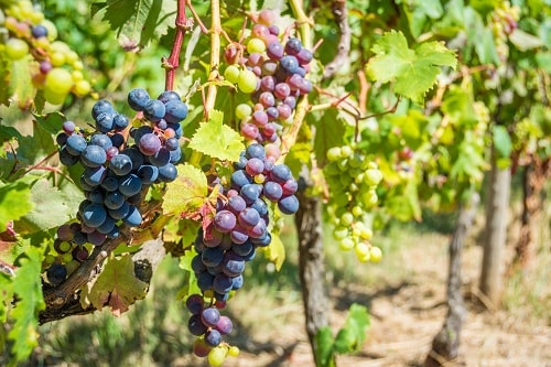 grapes from a vineyard in madeira
