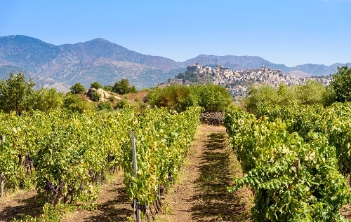a sicilian vineyard overlooking mount etna