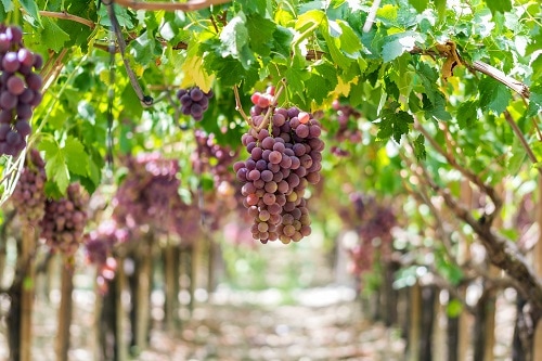 a sicilian vineyard with grapes growing out of the vines