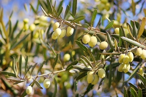 ripe green olive vines