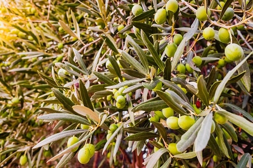 green olives maturing on an olive tree