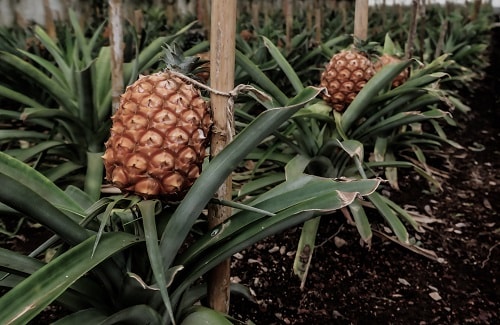 pineapples growing at a plantation in the azores islands in portugal