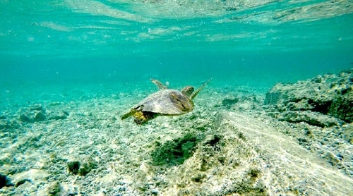 a sea turtle in the ocean